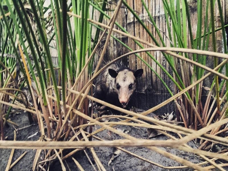 Creature from the rainforest
