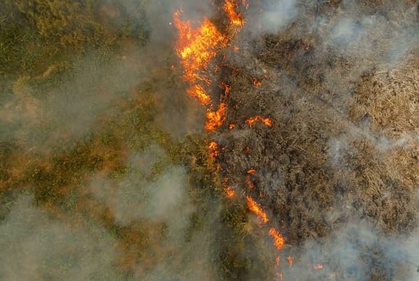 Rainforest ind Ecuador thats slashed and burned