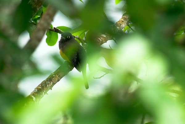 Bird sitting in a very green bush