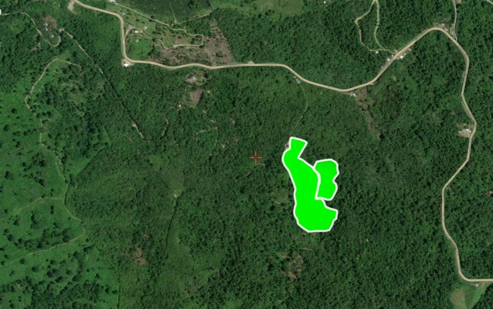 First Protected hectares of rainforest