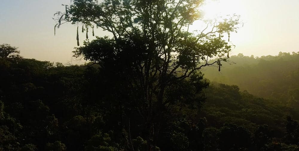 Birds nest in rainforest