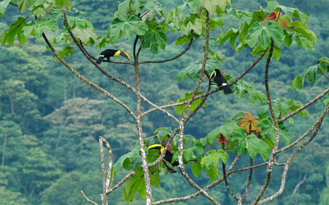 toucans, toucan, rainforest, mompiche, ecuador