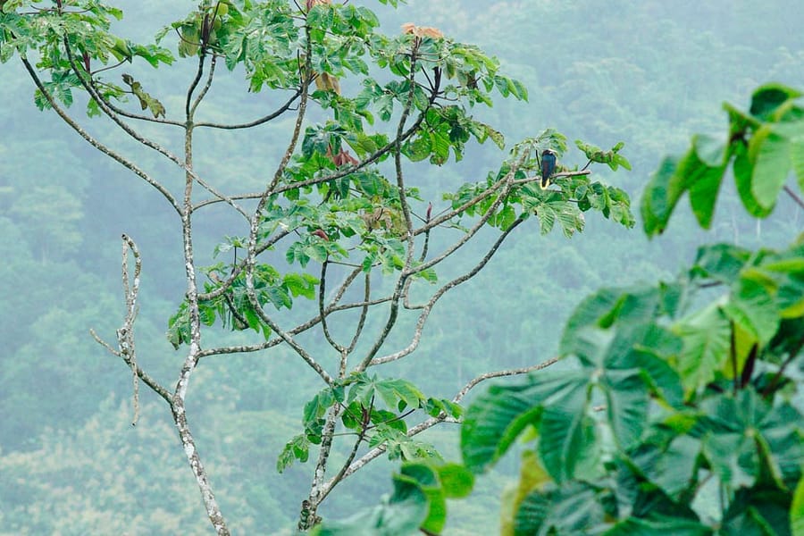 Tucan On Jungle Tree