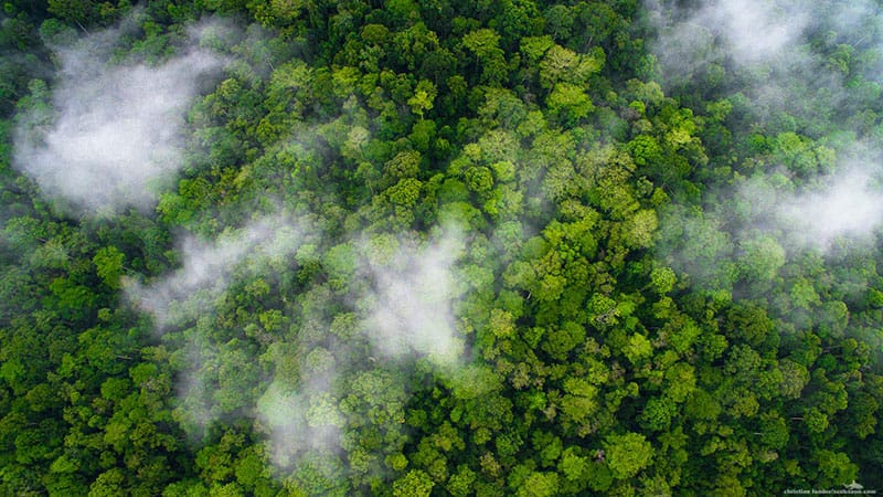 Healthy Rainforest in the North of Ecuador from above.